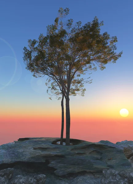 Tree against sunrise — Stock Photo, Image