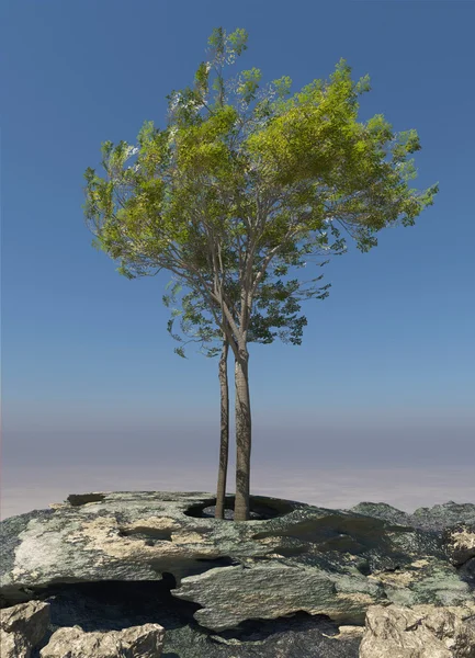 Albero su una roccia — Foto Stock