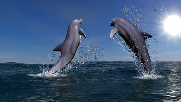 Zwei Delfine — Stockfoto