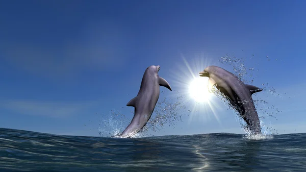 Deux dauphins — Photo