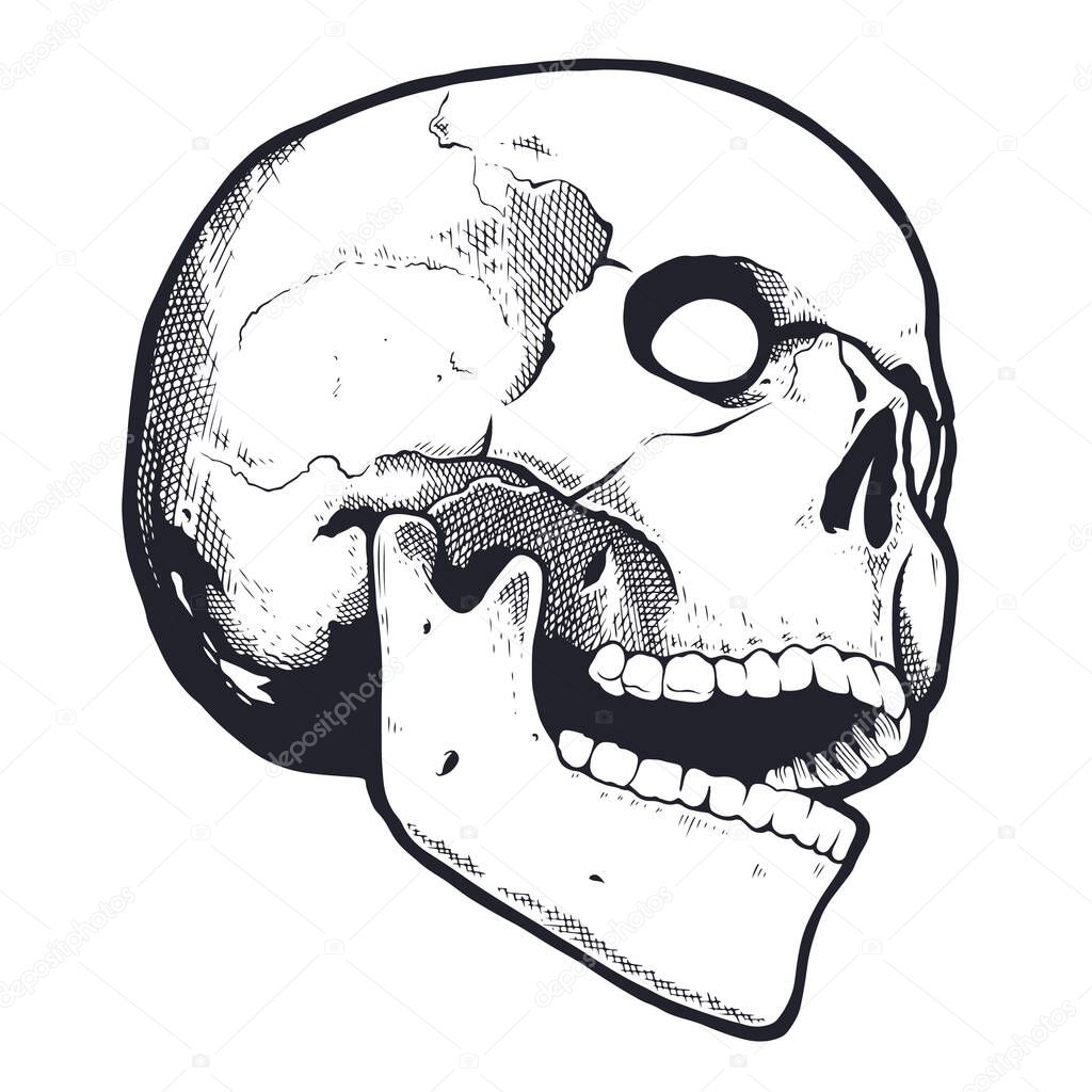 Engraving Style Skull With Open Mouth. Black and white vector illustration of skull looking mad. Vector object isolated on white.