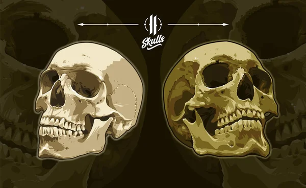 Two Anatomic Detailed Vector Skulls Dark Background Realistic Skull Illustrations — Stock Vector