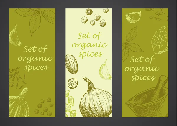 Hand drawn set of organic spices — Stock Vector