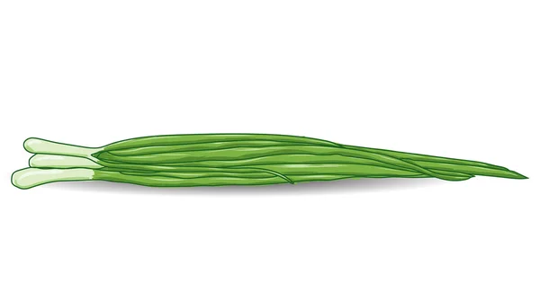 Grüne Zwiebeln Schnittlauch über weiß — Stockvektor