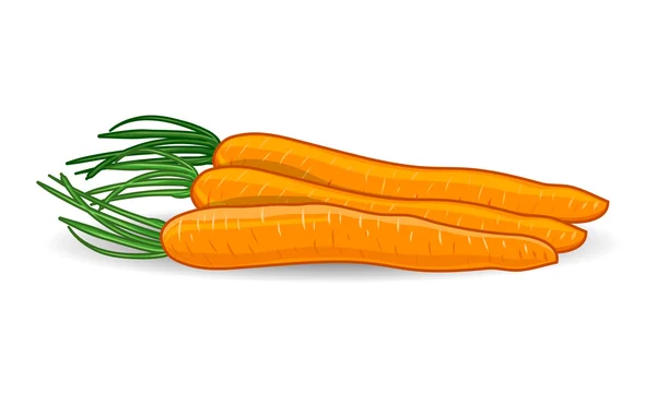 Frescura zanahorias sobre fondo blanco — Vector de stock