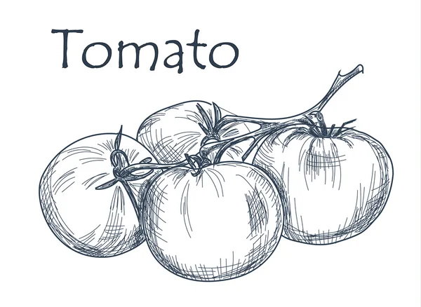 Tomate desenhado à mão sobre fundo branco — Vetor de Stock