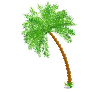 Tropikal palmiye ağacı üzerinde beyaz