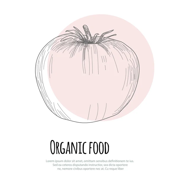 Tomate desenhado à mão sobre fundo branco — Vetor de Stock