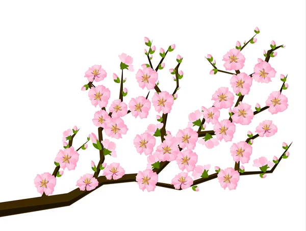 Pintura de estilo oriental, flor de cerezo en primavera — Vector de stock