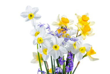 Nergis beyaz bir arka plan üzerinde buket