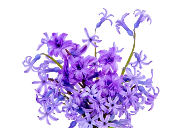 Mavi çiçekler buket beyaz arka plan üzerinde izole ve mor — Stok fotoğraf