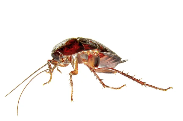 Witte achtergrond zelfgemaakte insect kakkerlak — Stockfoto