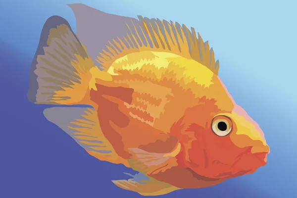 Vector image Orange aquarium fish parrot — Stock Vector