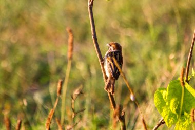  bir dal üzerinde oturan serçe yaz