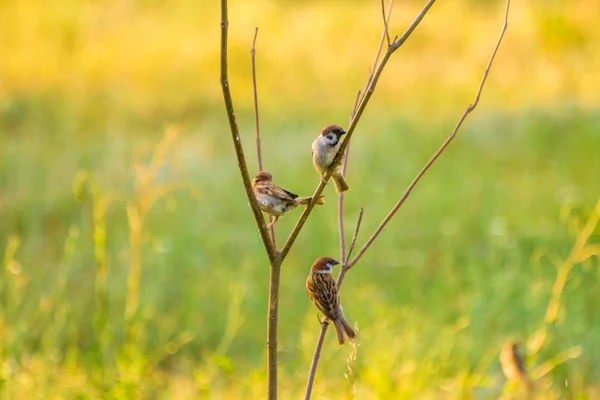 V létě vrabců sedí na větvi — Stock fotografie