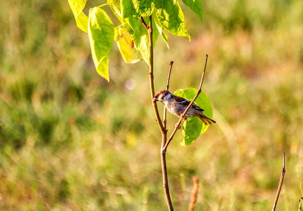 Gorrión sentado en una rama — Foto de Stock