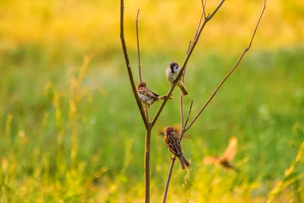 El verano de gorriones sentados en una rama — Foto de Stock