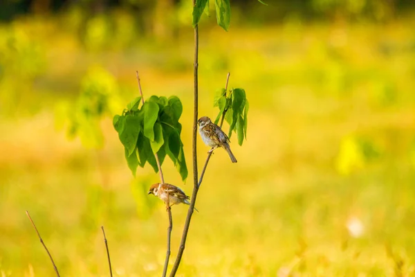 El verano de gorriones sentados en una rama — Foto de Stock