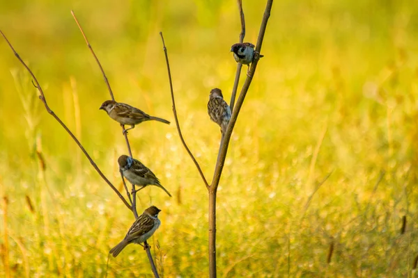 L'été des moineaux assis sur la branche — Photo