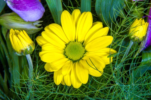 Imagem de flor amarela semelhante a uma margarida em um fundo verde — Fotografia de Stock