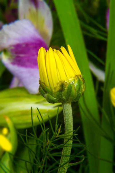 Bourgeon fermé d'une fleur jaune sur fond vert — Photo