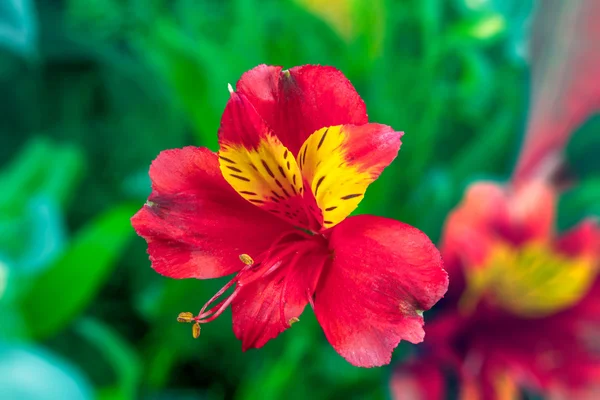 Flores do jardim em um fundo verde Alstroemeria — Fotografia de Stock