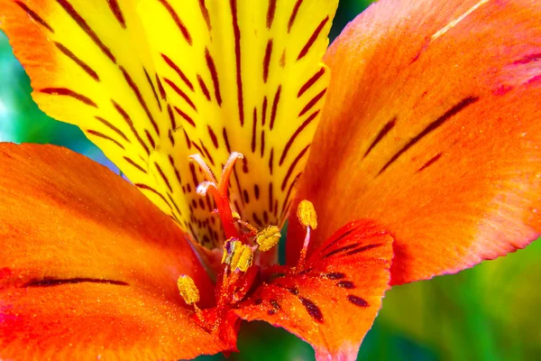 Flores do jardim em um fundo verde Alstroemeria — Fotografia de Stock