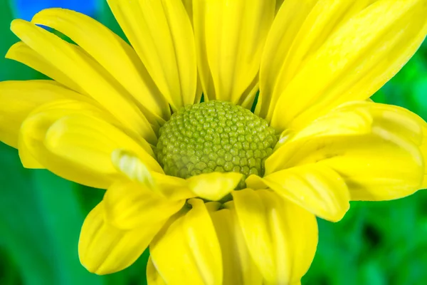 Желтый цветок с зеленой серединой — стоковое фото