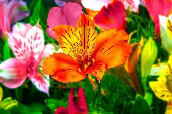 Flores de jardín sobre un fondo verde Alstroemeria — Foto de Stock