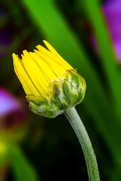 Brote cerrado de una flor amarilla sobre un fondo verde —  Fotos de Stock