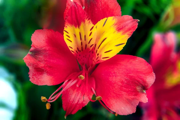 Les fleurs du jardin sur un fond vert Alstroemeria — Photo