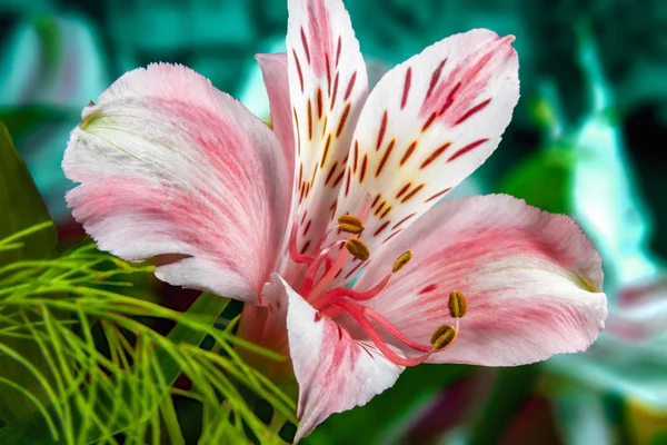 Flores do jardim em um fundo verde Alstroemeria — Fotografia de Stock