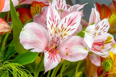 Bahçe çiçekleri yeşil bir arka plan Alstroemeria