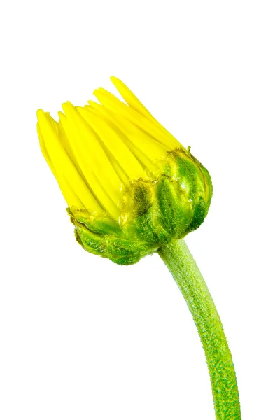 Imagem isolada do botão amarelo da flor Fechado — Fotografia de Stock