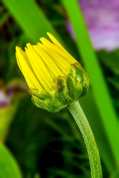 Stängd bud på en gul blomma på en grön bakgrund — Stockfoto