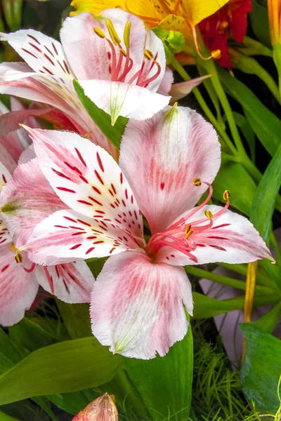 Les fleurs du jardin sur un fond vert Alstroemeria — Photo