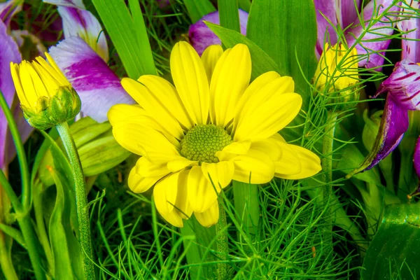 Imagem de flor amarela semelhante a uma margarida em um fundo verde — Fotografia de Stock