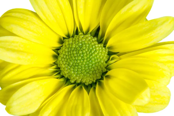 Flor amarilla aislada como una margarita — Foto de Stock