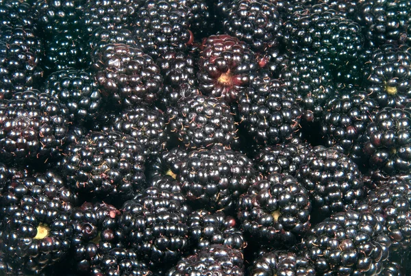 Picture beautiful background blackberries in bulk — Stock Photo, Image