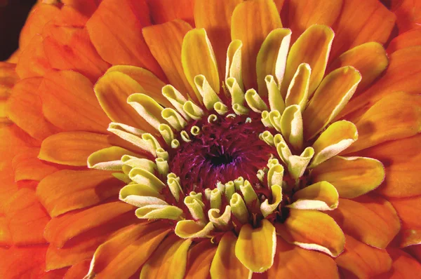 Imagem fundo bonito jardim de flores Zinnia — Fotografia de Stock