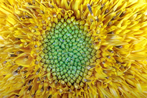 Imagen flor jardín ornamental girasol amarillo — Foto de Stock