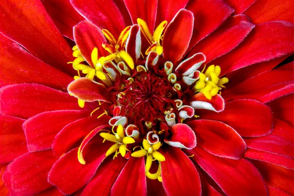 Image arrière-plan beau jardin de fleurs Zinnia — Photo