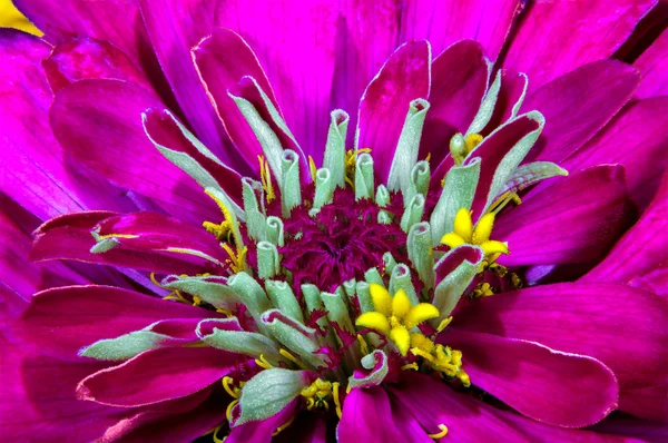 Εικόνα φόντου όμορφο λουλούδι στον κήπο Zinnia — Φωτογραφία Αρχείου