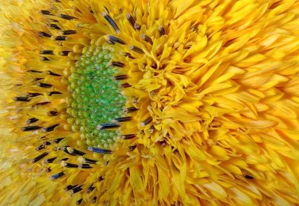 Imagen flor jardín ornamental girasol amarillo — Foto de Stock