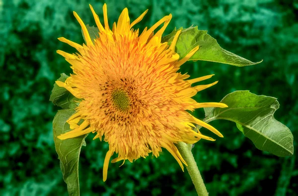 Flor decorativa girasol sobre un fondo verde — Foto de Stock