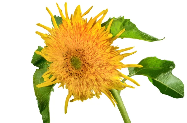 Imagen de la flor girasoles decorativos sobre un fondo blanco — Foto de Stock