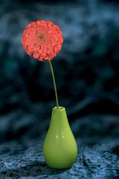 Bild auf blauem Hintergrund Zinnia Blumengarten in einer Vase — Stockfoto