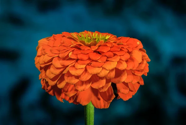 Fondo azul jardín de flores de zinnia naranja — Foto de Stock