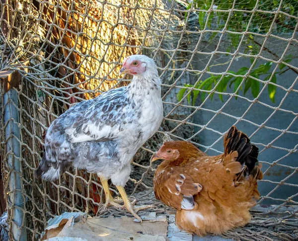 Bild Von Einem Bauernhof Und Zwei Jungen Hennen — Stockfoto