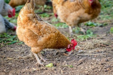 resim tavuk çiftlikte otluyor.
